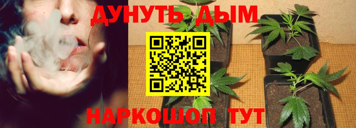 Бошки марихуана Amnesia  Бошки марихуана планчик  Димитровград  Вход с VPN 